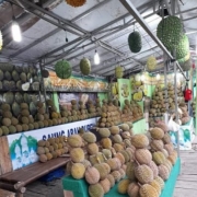 Beberapa Spot Makan Durian Enak di Lampung